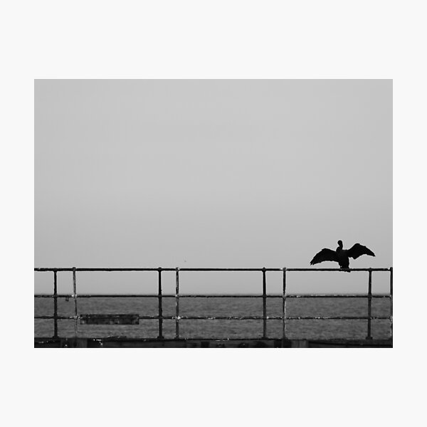 Cormorant Photographic Print