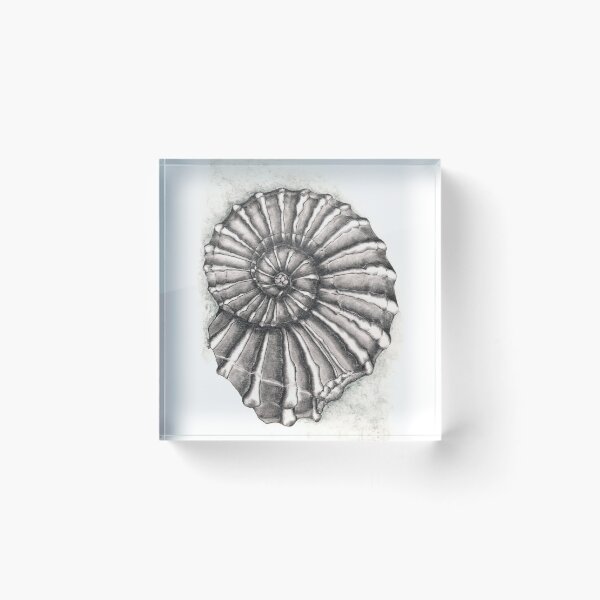 Item preview, Ammonite Fossil designed and sold by Sharlzndollz.