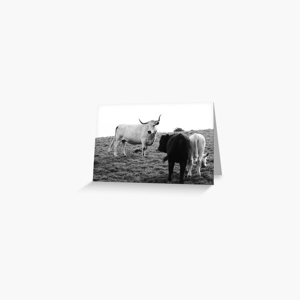 Cattle Greeting Card