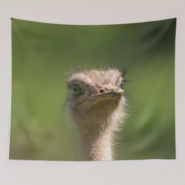Item preview, North African Ostrich designed and sold by rawshutterbug.