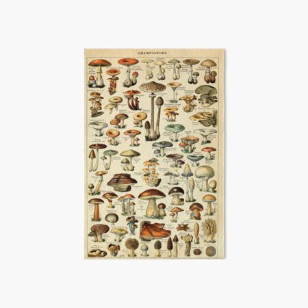 Mushrooms Art Board Print