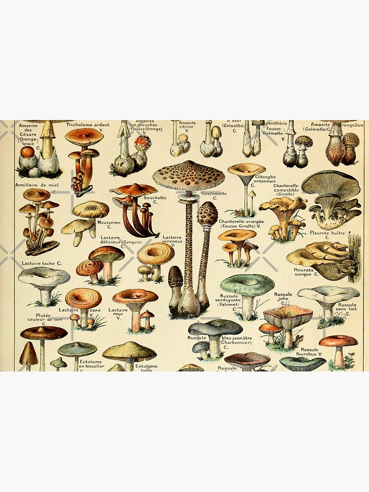 Mushrooms by Salocin