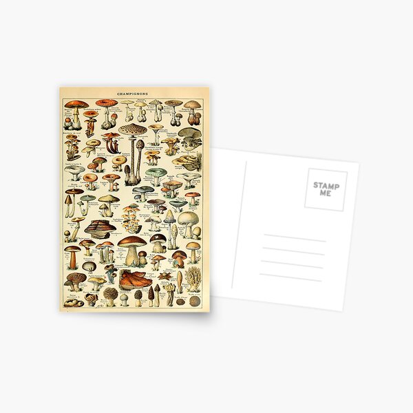 Mushrooms Postcard