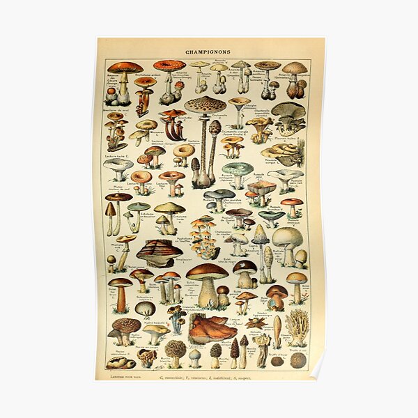 Mushrooms Poster