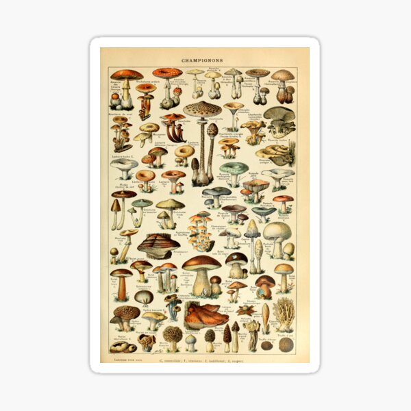 Mushrooms Sticker