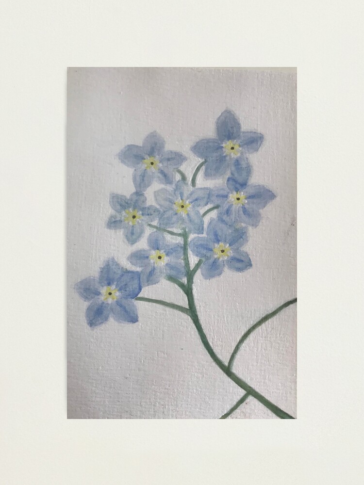 Forget Me Not Flower Watercolour Painting Photographic Print By Shanoonplantoid Redbubble