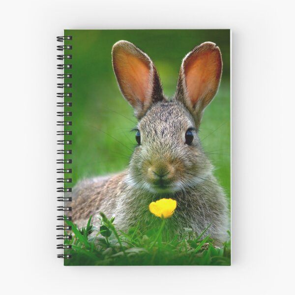 Item preview, Baby Rabbit designed and sold by Macrae images.