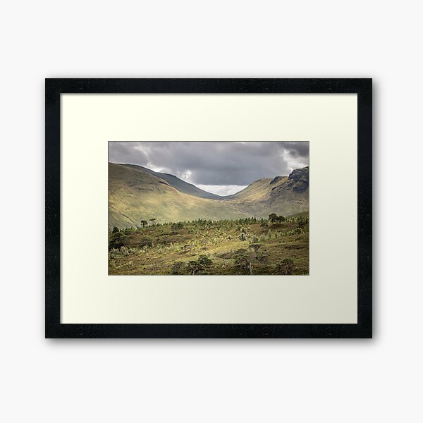 Item preview, 'Old Scots Pines', Glen Lyon, Perthshire. designed and sold by mucklepawprint.