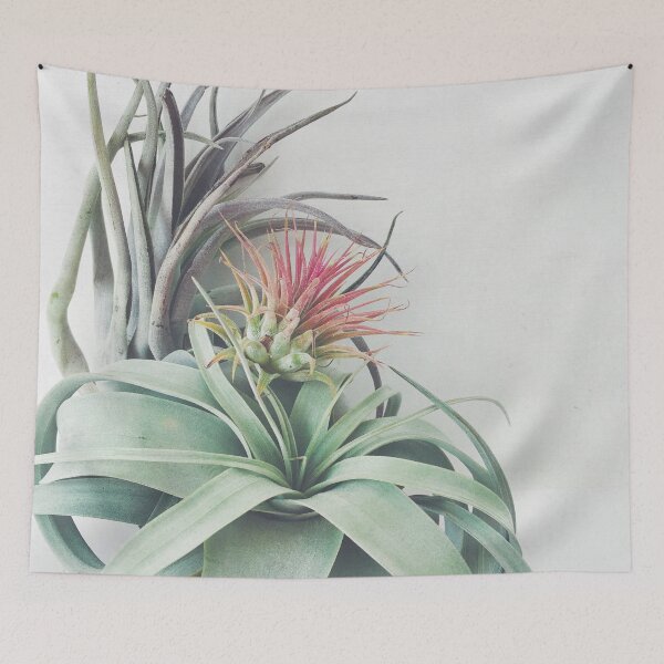 Item preview, Air Plant Collection II designed and sold by Cassia Beck.