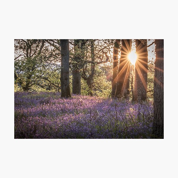 Item preview, 'Sunset Bluebells', Kinclaven Woods, Perthshire. designed and sold by mucklepawprint.