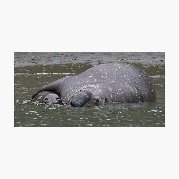 Elephant Love Photographic Print