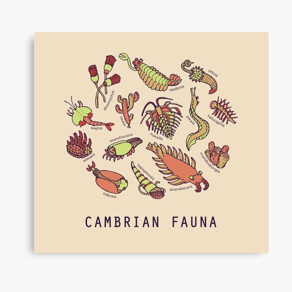 Cambrian Critters Canvas Print