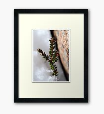 Survival Framed Print