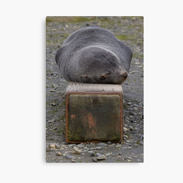 Sleeping high and dry Canvas Print