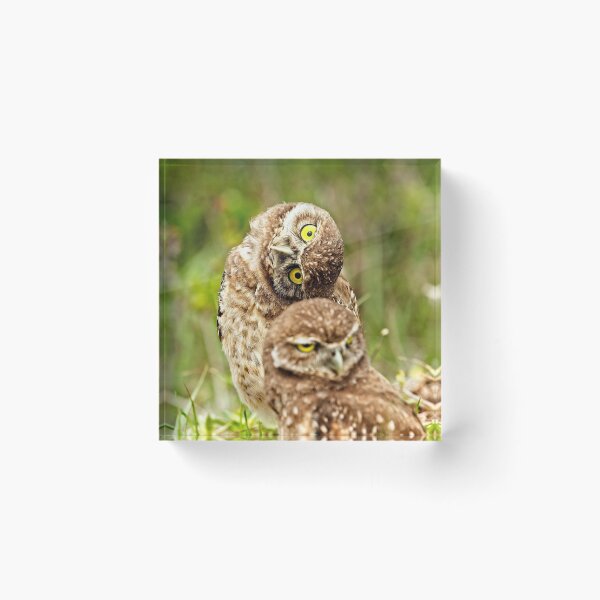 Item preview, Burrowing Owl Chicks designed and sold by DueNorthGallery.