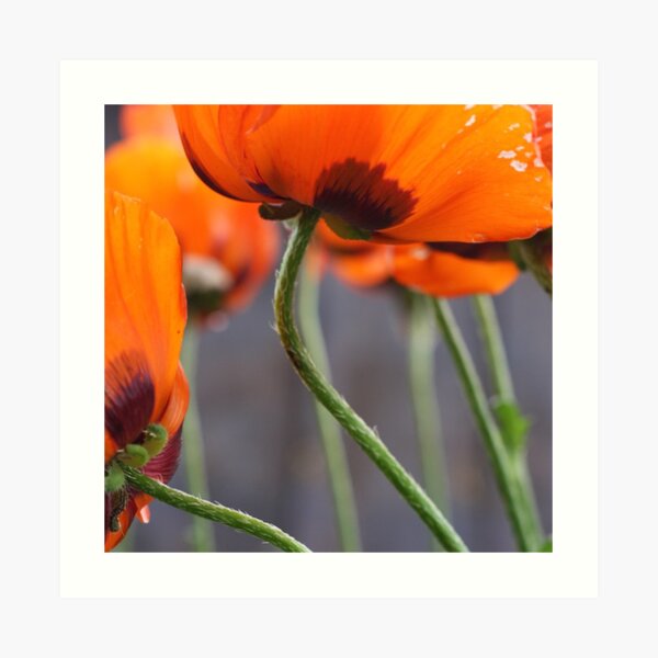 Surprise Cluster of Poppies Art Print