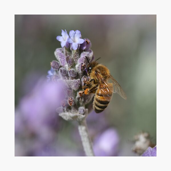 Bee January 2011 Photographic Print