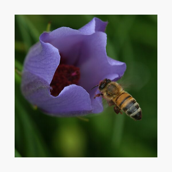 Bee March 2011 Photographic Print
