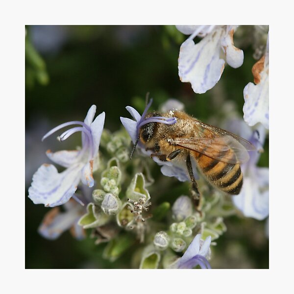 Bee May 2011 Photographic Print