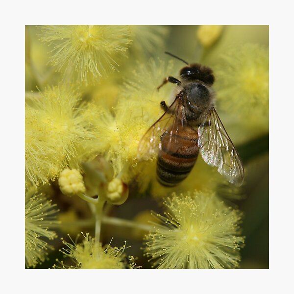 Bee June 2011 Photographic Print