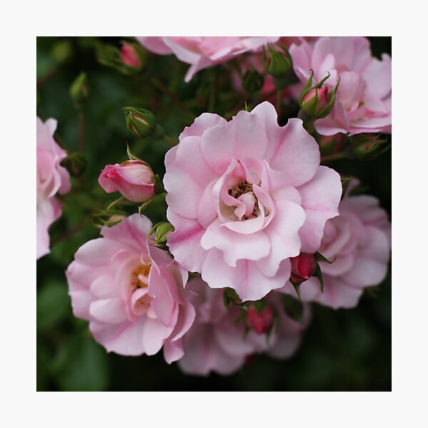 Scent of Sweet Summer Roses Photographic Print