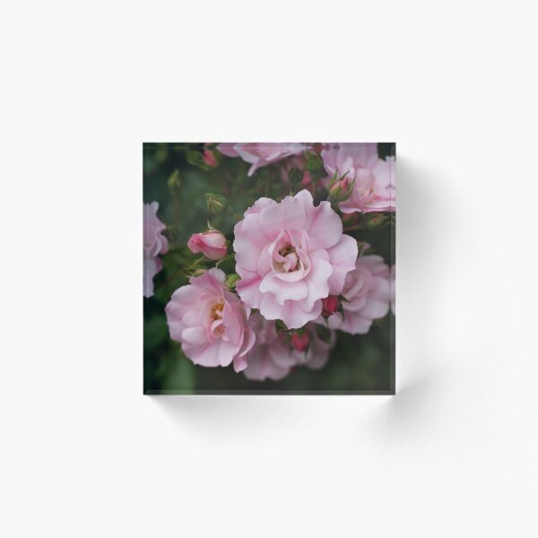 Scent of Sweet Summer Roses Acrylic Block