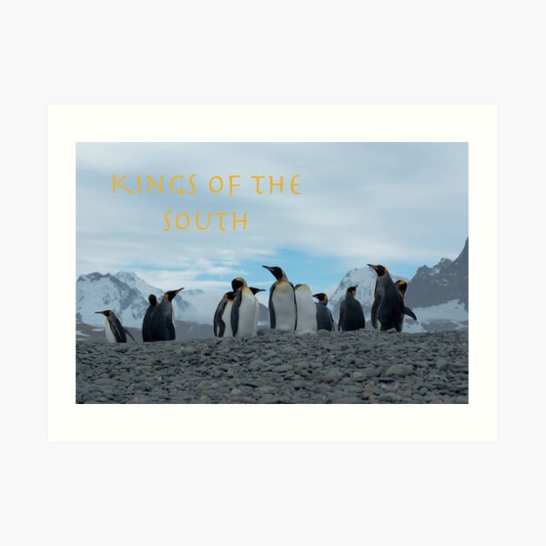 King Penguins Art Print
