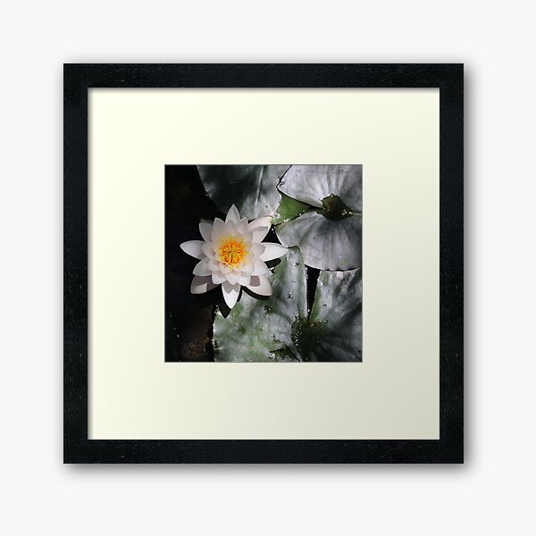 The OM of Water Lillies Framed Art Print