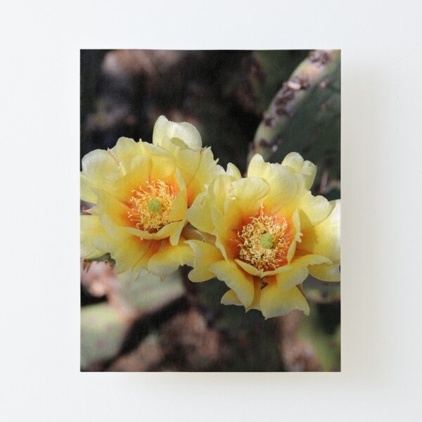 Beauty of Desert Blooms Canvas Mounted Print