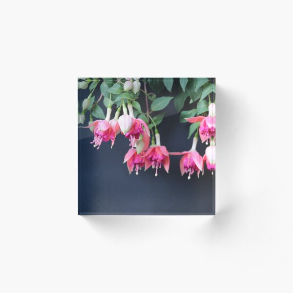 Hanging with the Fuschia Acrylic Block