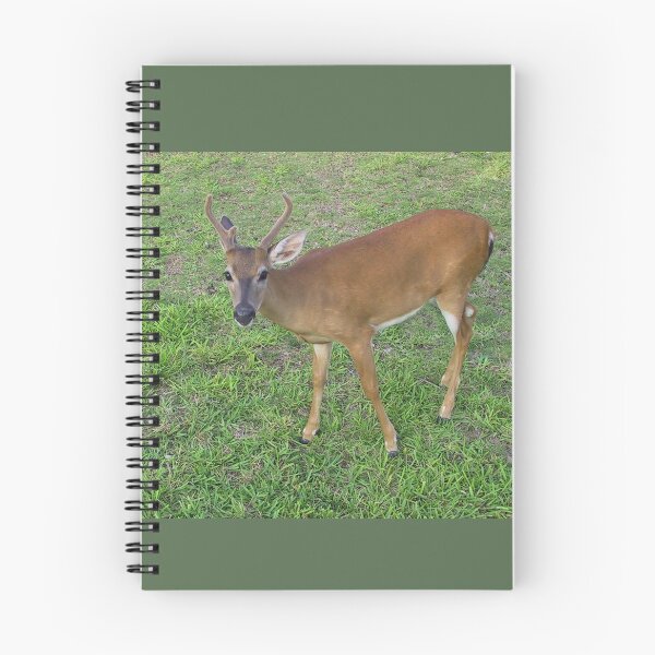 Item preview, Key Deer in the Florida Keys designed and sold by aura2000.