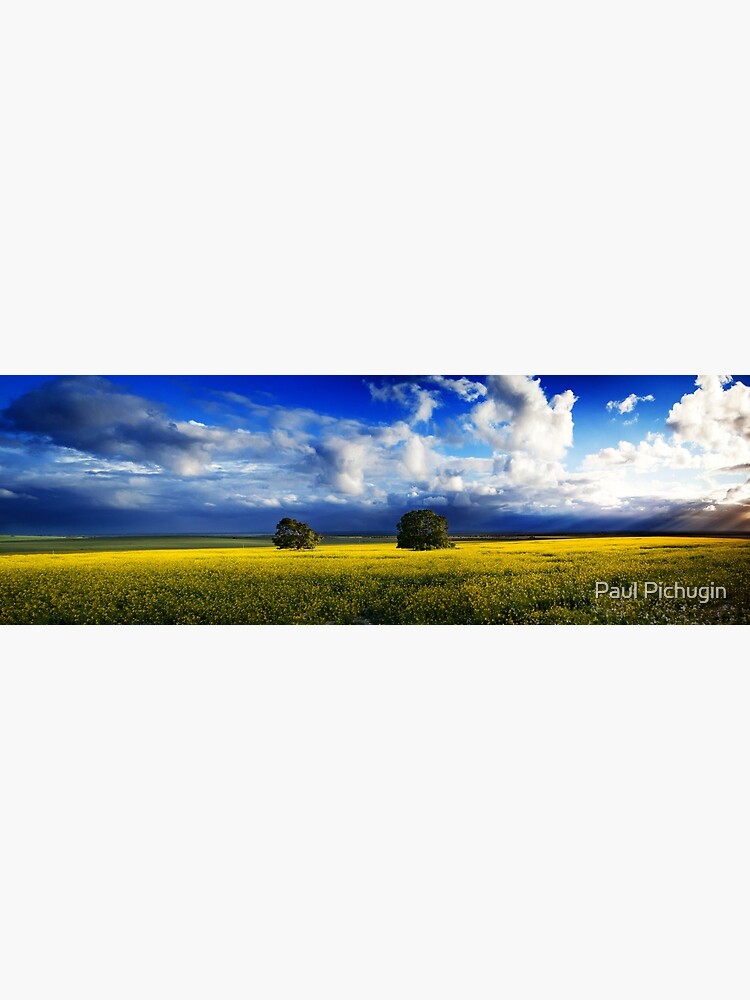 Canola Hill by paulmp