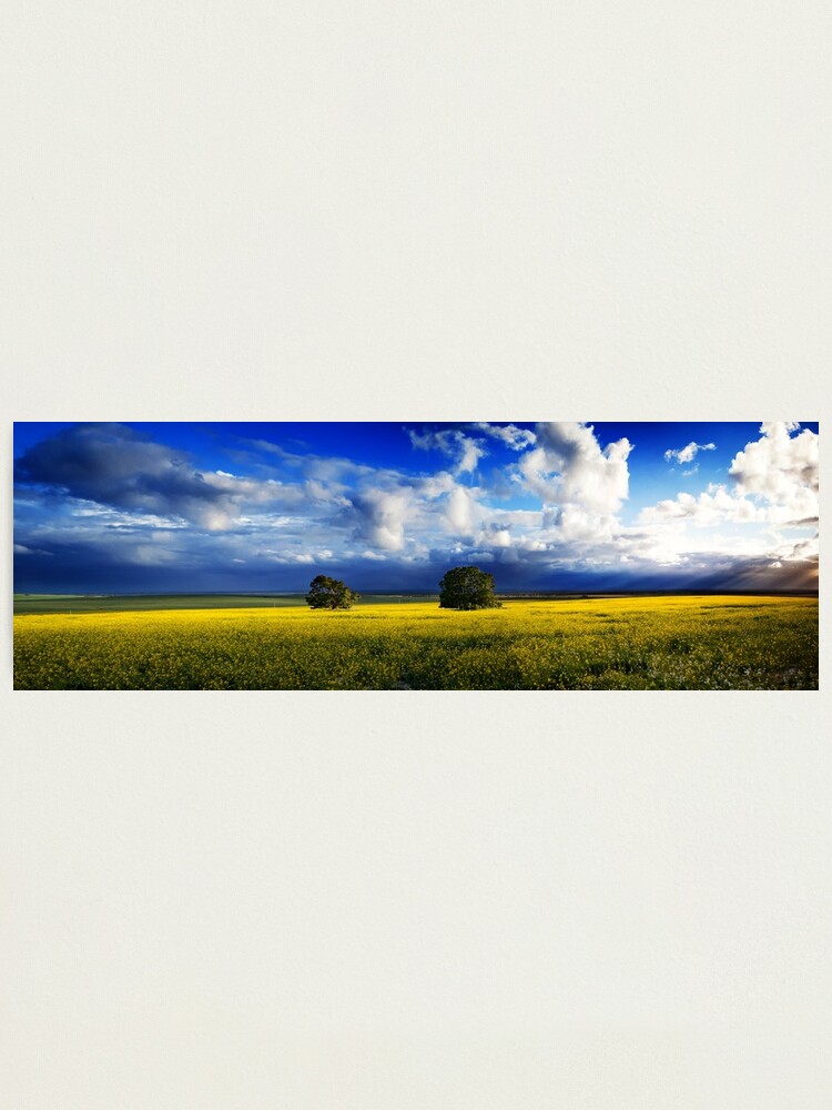 Alternate view of Canola Hill Photographic Print
