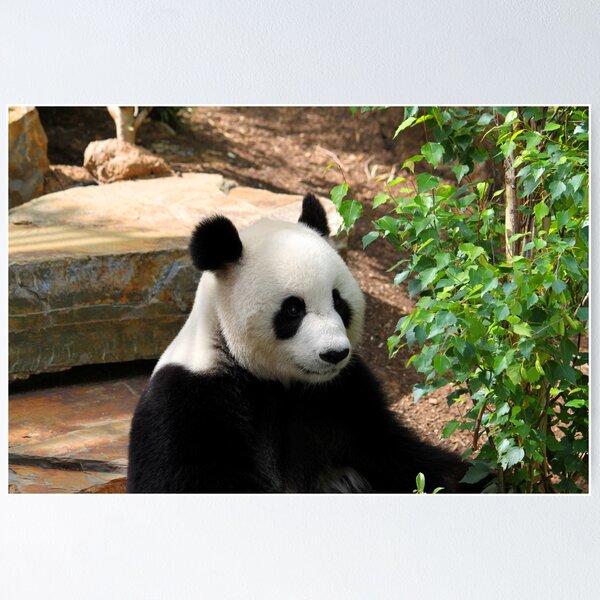 Item preview, Panda 4 designed and sold by Caroline Hannessen.