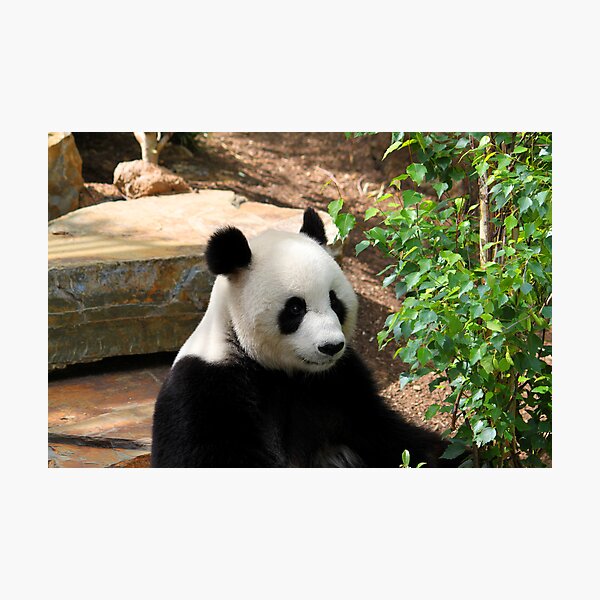 Item preview, Panda 4 designed and sold by Caroline Hannessen.
