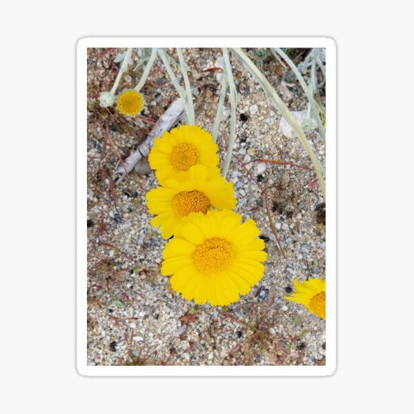 Yellow Desert Flowers Sticker