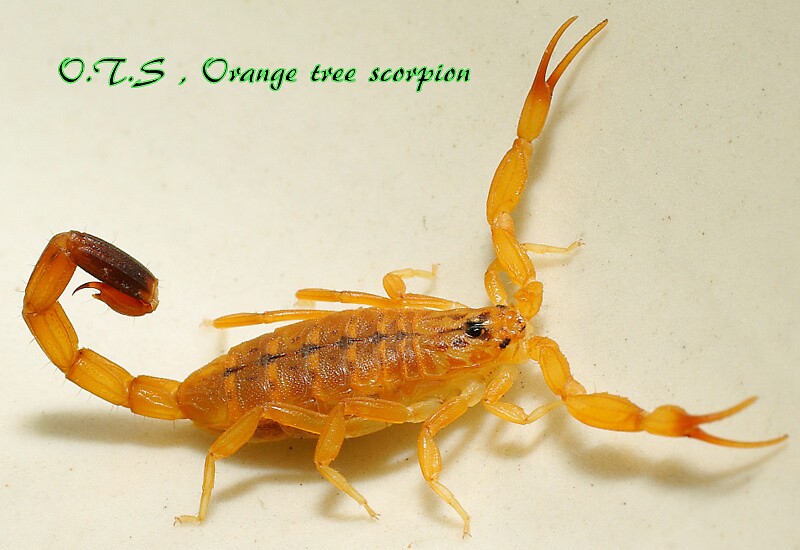 "Orange tree scorpion" by Grunto Redbubble
