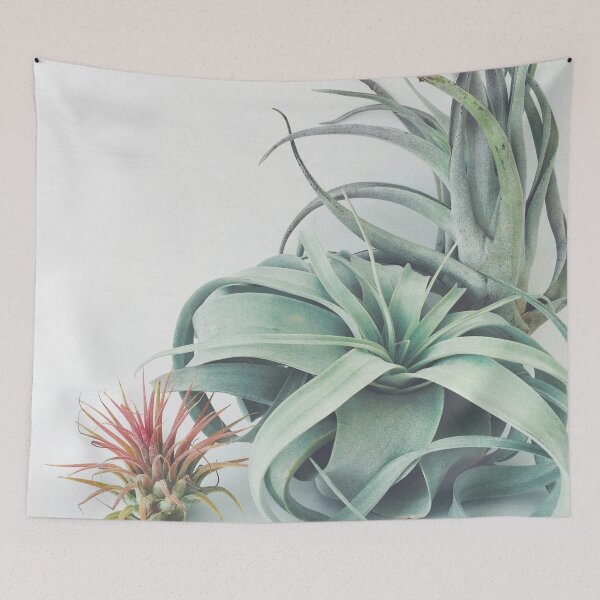 Item preview, Air Plant Collection designed and sold by Cassia Beck.