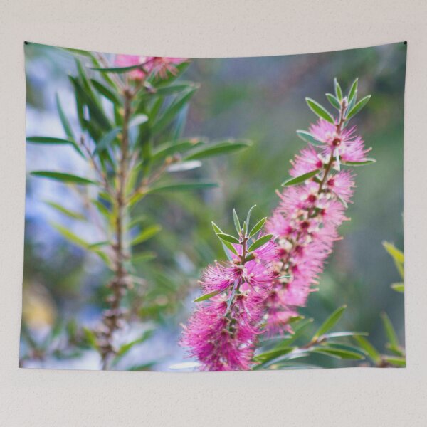 Item preview, Bottle Brush Weranga QLD Australia designed and sold by Amanda Marchant Fine Art Photography.