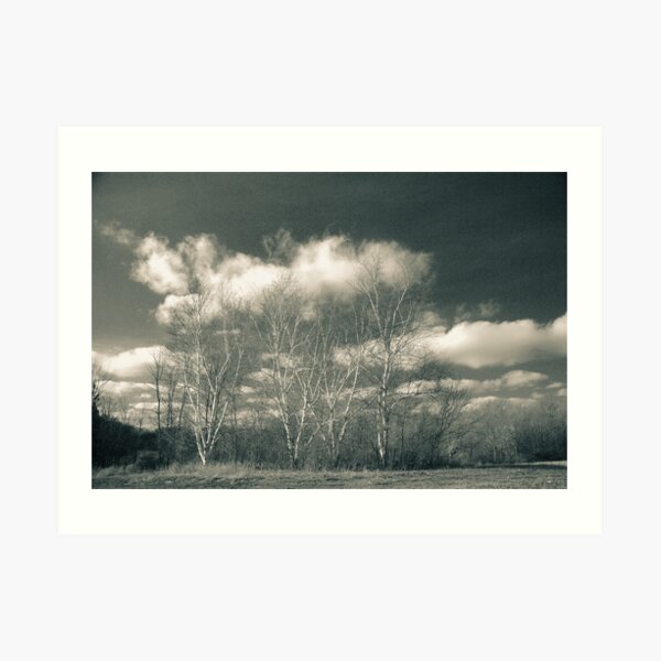 Four Birch Trees Lake La Su An Art Print