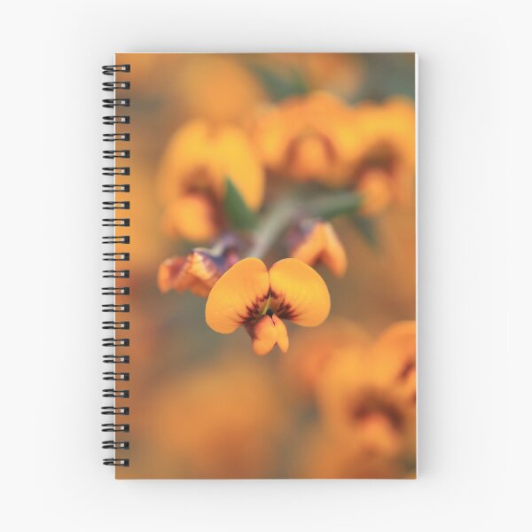 Item preview, Daviesia ulicifolia   designed and sold by ausnative.