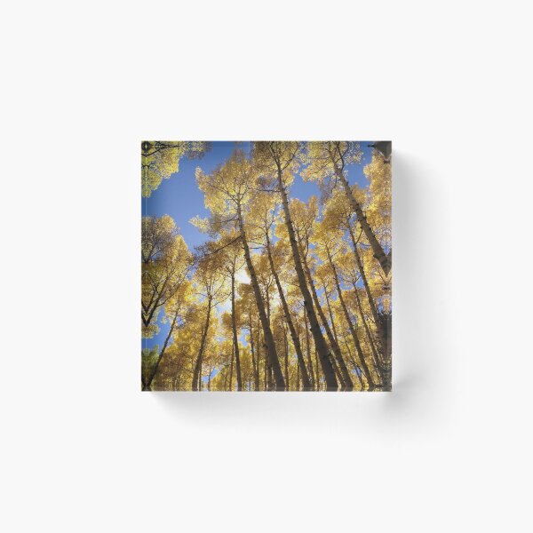 Item preview, Arizona Aspen Fall  Trees in Flagstaff  designed and sold by beamaysing.