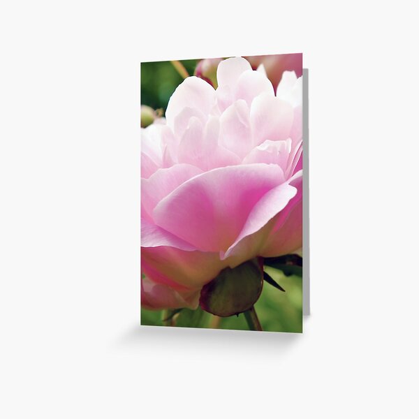 Pink Peony Flower Greeting Card