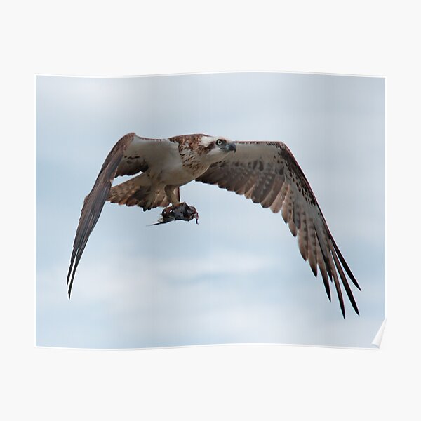 SC ~ RAPTOR ~ Eastern Osprey by David Irwin ~ WO 030919 Poster