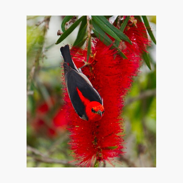 SC ~ HONEYEATER ~ Scarlet Honeyeater by David Irwin ~ WO 030919 Photographic Print