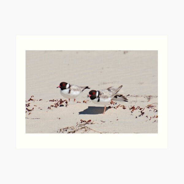 SHOREBIRD ~ Hooded Plovers by David Irwin 060919 Art Print