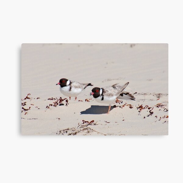SHOREBIRD ~ Hooded Plover XsJJvxTP by David Irwin 060919 Canvas Print