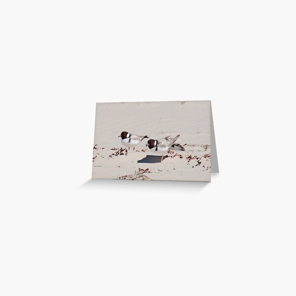 SHOREBIRD ~ Hooded Plover XsJJvxTP by David Irwin 060919 Greeting Card