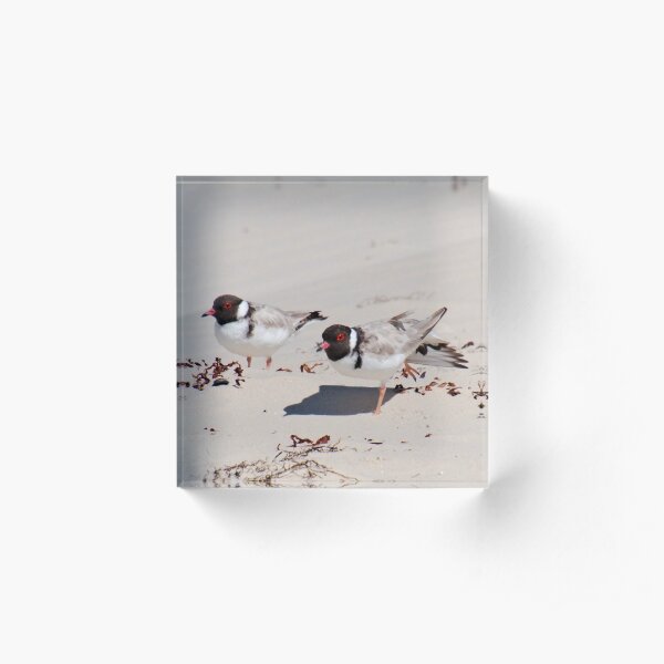 SHOREBIRD ~ Hooded Plovers by David Irwin 060919 Acrylic Block
