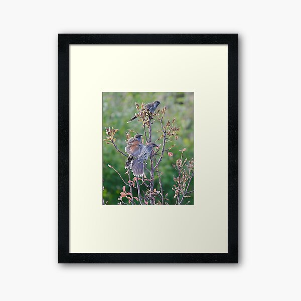 HONEYEATER ~ Little Wattlebird by David Irwin Framed Art Print